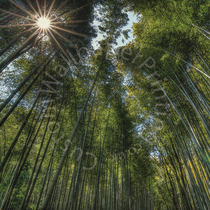Arashiama_bamboo_forest
